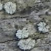Pertusaria borealis